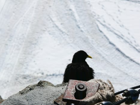 This bird was photographed at the jungfraujoch at an altitude of 3466 meters.