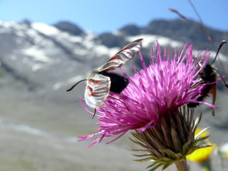 In the mountains above Leukerbad (Switzerland) the alpine flowers attract the many butterflies.