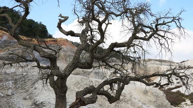 Dead oak tree in geothermal field in the town of Monterotondo. Geothermal energy in Tuscany on the metalliferous hills near Larderello.