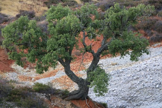 Dwarf cork oak at the Parco delle Biancane. Geothermal park with iron red colored rocks. Monterotondo Marittimo, near Larderello, Tuscany