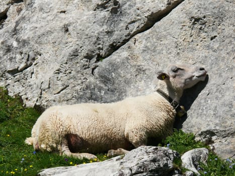 A rock of rock acts as a cushion for a sleeping sheep