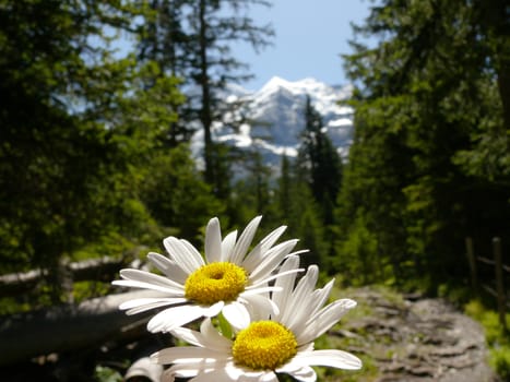 White daisies bloom in a forest clearing.