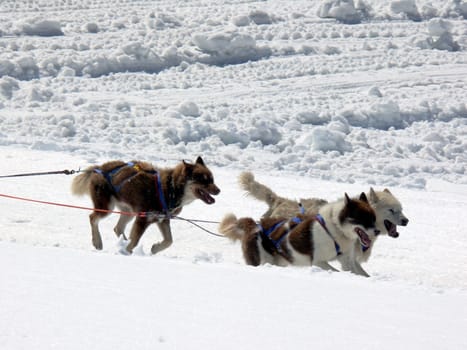A group of dogs pulls a sled through the snow of the Swiss Alps.
