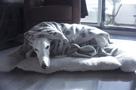 White greyhound dog lying on mat and covered with a blanket