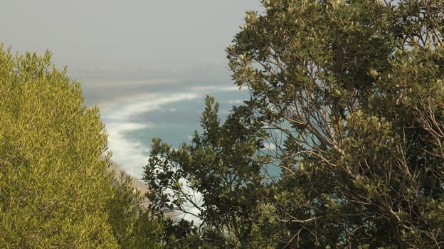 Tree fronds in the Tuscan countryside. In the background the Maremma sea.