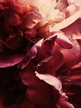 Red peony flower as abstract floral background for holiday branding design