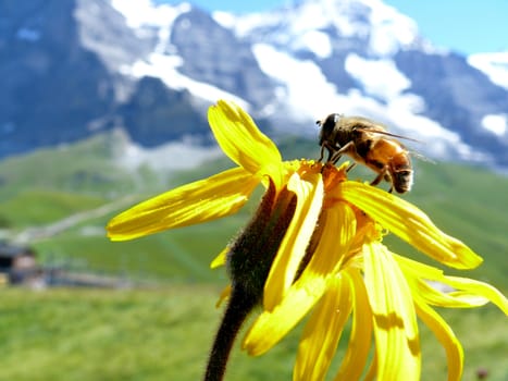 In the mountains above Leukerbad (Switzerland) the alpine flowers attract the many bees.