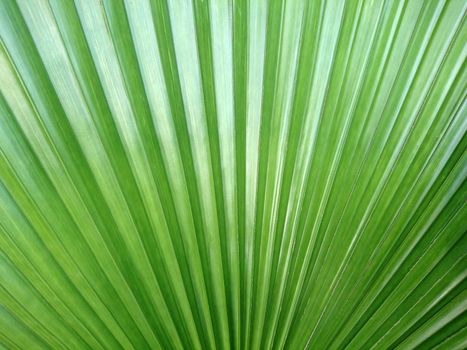 Background of palm leaf texture lines pattern