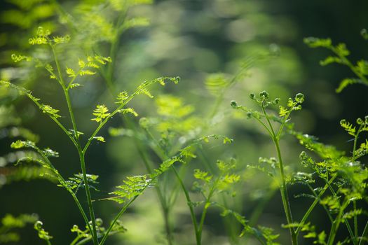 Young fern leaf in sunlight natural forest background