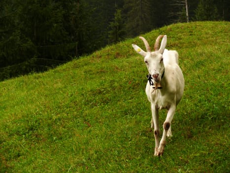 A nice goat in the green meadow.