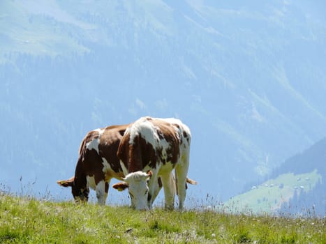 A green lawn where cows graze in the wild.