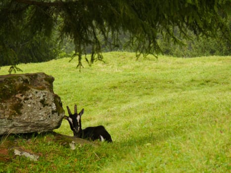 A nice goat in the green meadow.