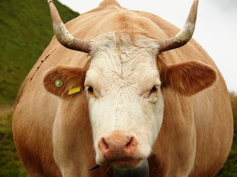 Beautiful cow in a photograph taken in front.