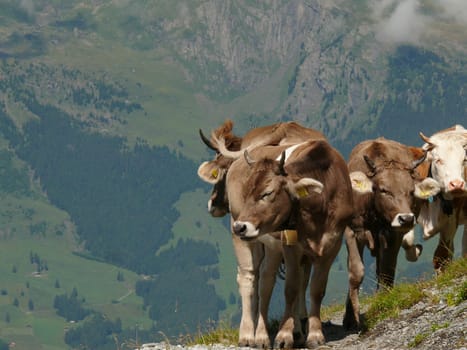 In the background the mountains and the Swiss valleys.