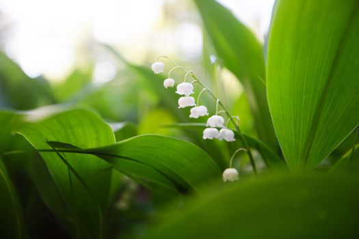 Lily of the valley spring flower in wild forest in sinlight