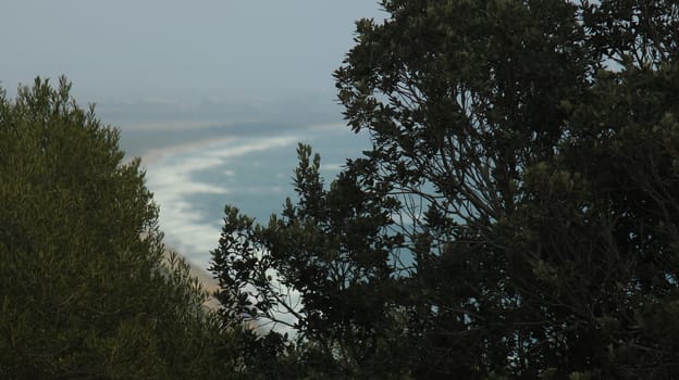 Tree fronds in the Tuscan countryside. In the background the Maremma sea.