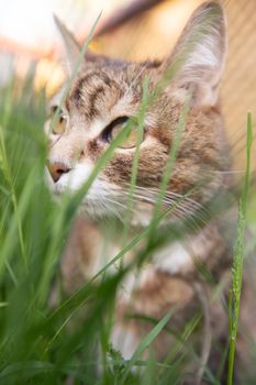 Domestic striped old cat sitting outdoors in grass