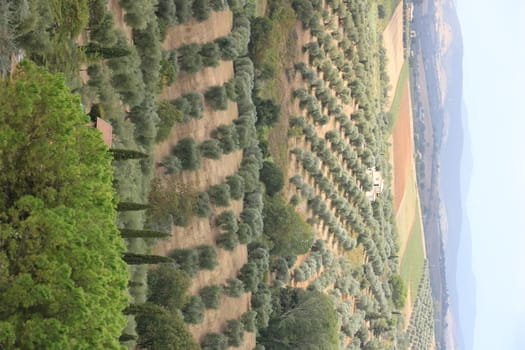 Panoramic view of the Tuscan hills. Vineyards for wine production. The cultivated land and trees of the Maremma countryside. Olive tree. Magliano, Tuscany, Italy.
