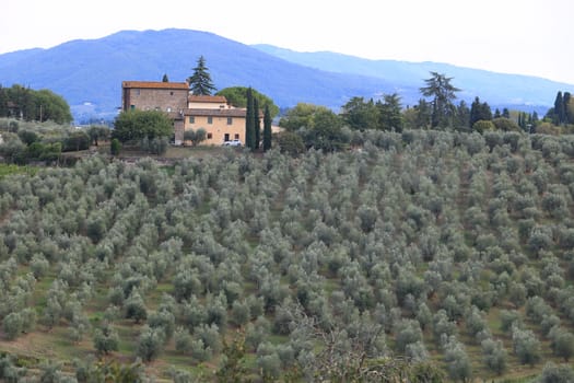 Landscape of the Chianti hills with vineyard cultivation.  Cultivation of vines and olive trees near Florence. Tuscany.