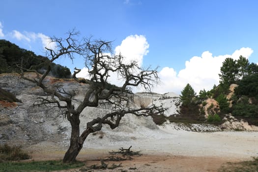 Dead oak tree in geothermal field in the town of Monterotondo. Geothermal energy in Tuscany on the metalliferous hills near Larderello.