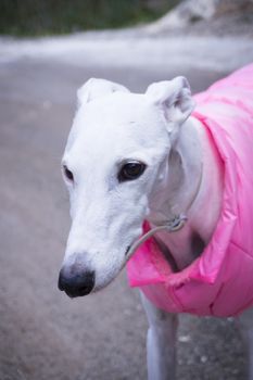 Portrait White Greyhound breed dog with pink coat