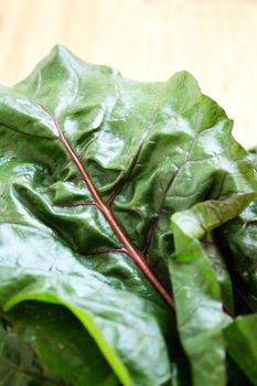 Fresh red chard without cooking. Healthy food for vegetarians and vegans