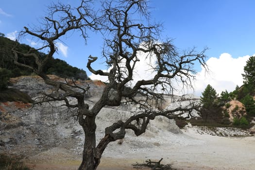 Dead oak tree in geothermal field in the town of Monterotondo. Geothermal energy in Tuscany on the metalliferous hills near Larderello.