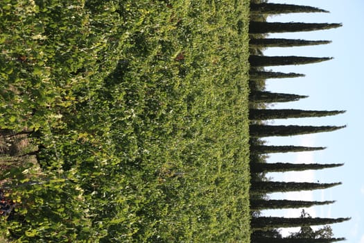 Panoramic view of the Tuscan hills. The cultivated land and trees of the Maremma countryside. Italy