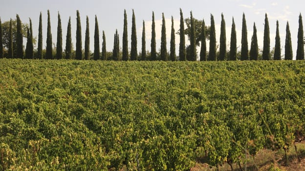 Panoramic view of the Tuscan hills. The cultivated land and trees of the Maremma countryside. Italy