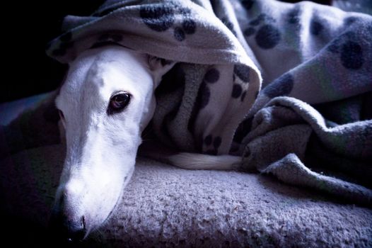 White greyhound dog lying on mat and covered with a blanket