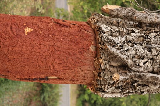 Cork oak trunk with bark removed.