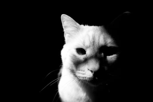 Light tan cat with blue eyes looking at camera