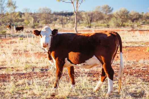 A cow grazes by the side of the Plenty Hwy near Mount Riddock cattle station in Northern Territory, Australia