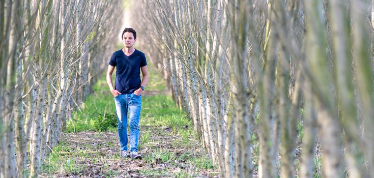 A young man walks through a row of trees in a forest planted by a man to restore nature.