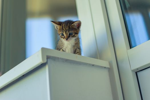 a kitten with a white breast sits on a windowsill