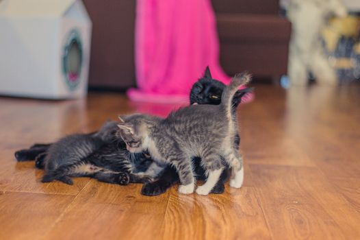 black cat with kittens on a wooden floor in the room