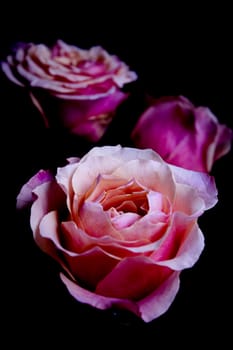 Open orange flower of the family of roses