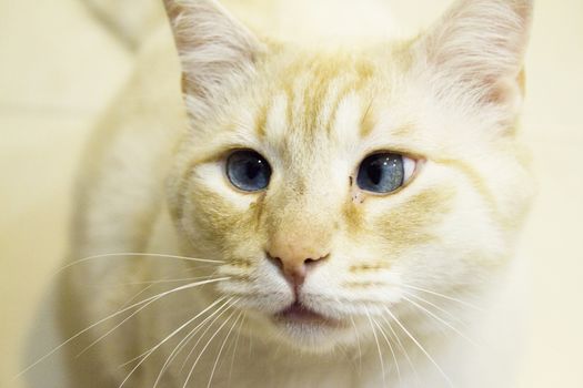 Light tan cat with blue eyes looking at camera