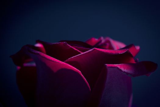Red rose with dark backlight. No people