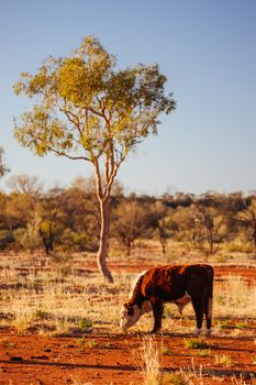 A cow grazes by the side of the Plenty Hwy near Mount Riddock cattle station in Northern Territory, Australia