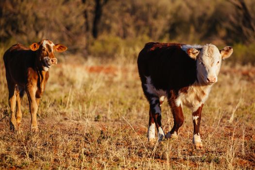 A cow grazes by the side of the Plenty Hwy near Mount Riddock cattle station in Northern Territory, Australia