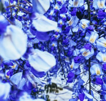 Blue wisteria flowers and leaves in botanical garden as floral background, nature and flowering scenery