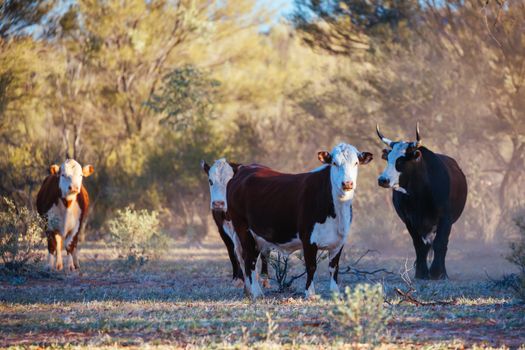 A cow grazes by the side of the Plenty Hwy near Mount Riddock cattle station in Northern Territory, Australia