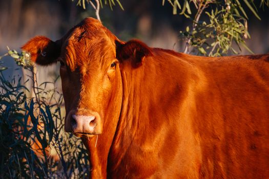 A cow grazes by the side of the Plenty Hwy near Mount Riddock cattle station in Northern Territory, Australia