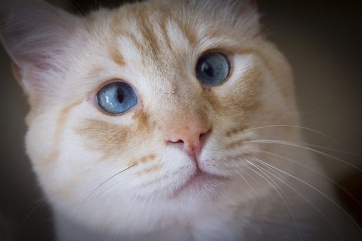 Light tan cat with blue eyes looking at camera
