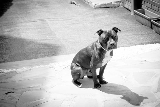 Black pit bull standing in friendly attitude. No people