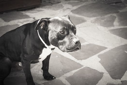 Black pit bull standing in friendly attitude. No people