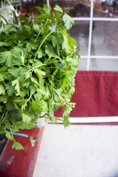 Red pot with natural parsley. Aromatic herb. No people