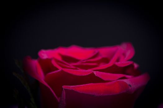 Red rose with dark backlight. No people