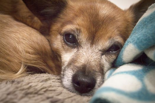 Small shorthaired dog without defined breed. No people
